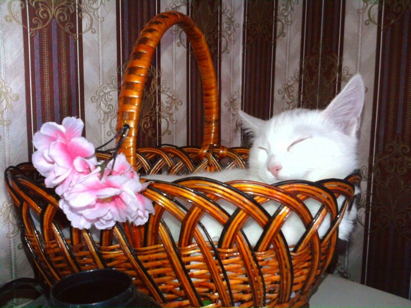 Olga Kost | Обухов