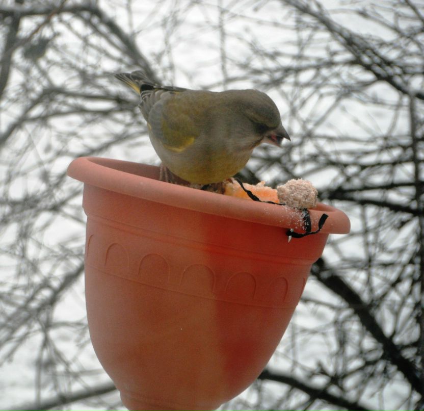 Олег Колосов | Луга