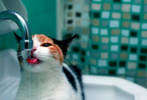 №107, Анастасия Волчок, Bruxelles №107, Анастасия Волчок, Bruxelles