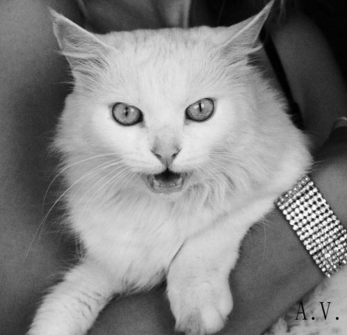 Vlada Fieberwahn | Псков