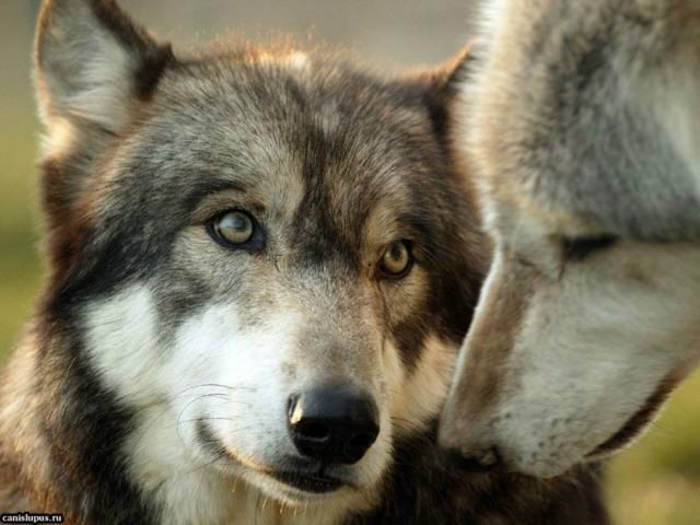 №5, Игорь Соболенко, Умань №5, Игорь Соболенко, Умань