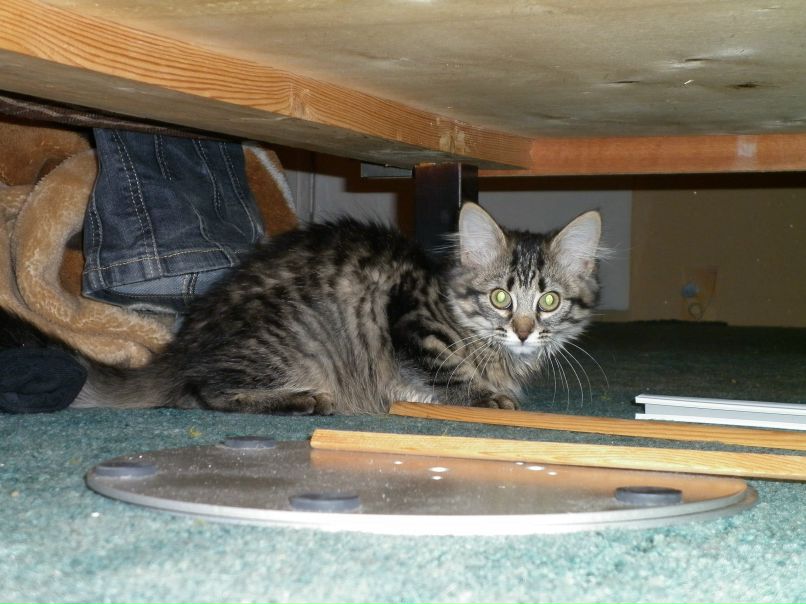 Ксения Мищенко | Никель