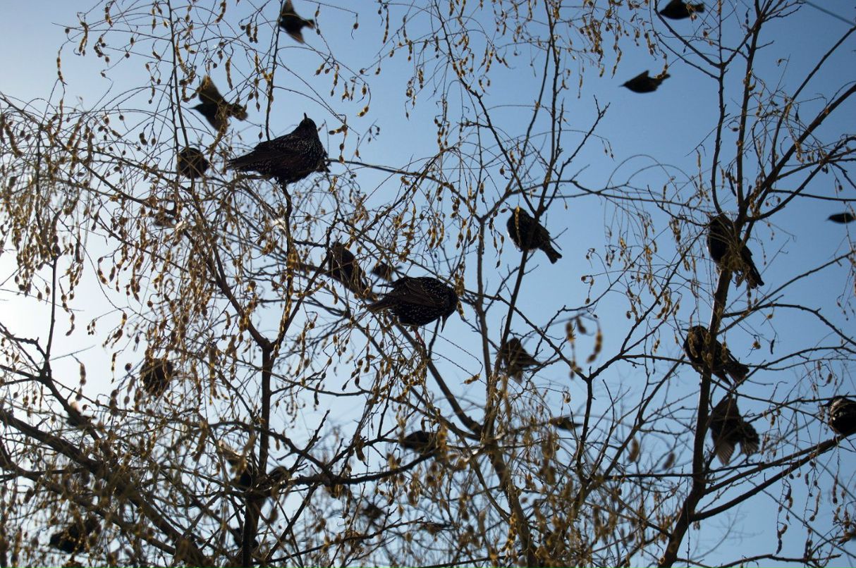 Иван Цыбизов | Севастополь