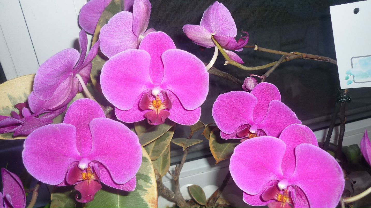 Татьяна Трегубчак(Галуша) | Одесса