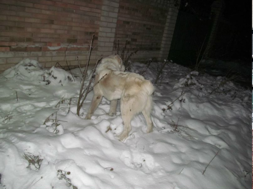 Александр Москаленко | Кременная