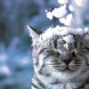 Аватар: Алёна Алёна