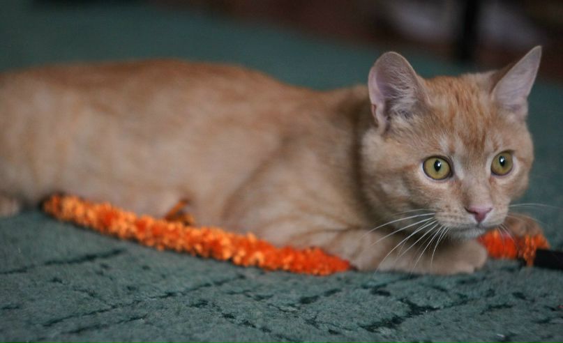 Александр Межерицкий Константинович | Харьков