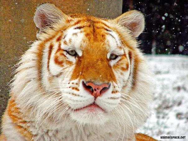 Диана Демидова | Таллин