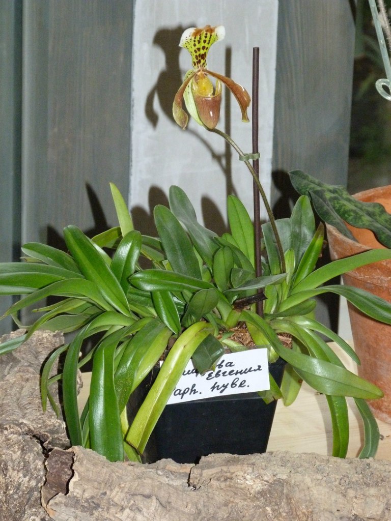 Аня Кушнир | Москва