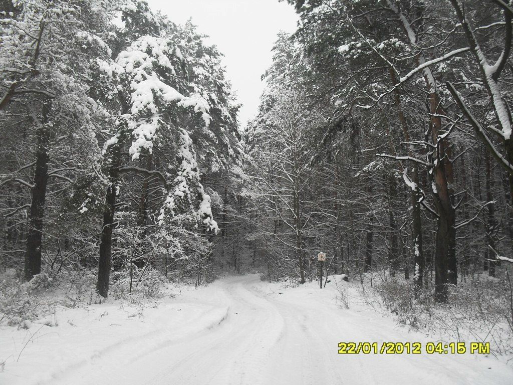 Александр Лойша Сергеевич | Скидель