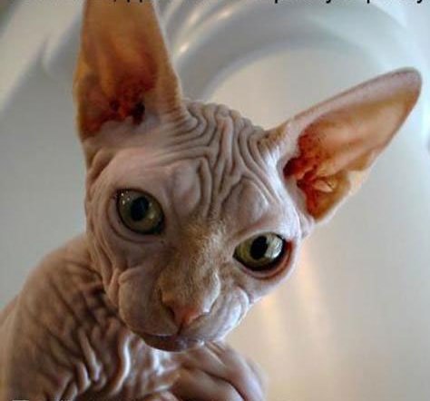 Надежда Лифанова | Санкт-Петербург