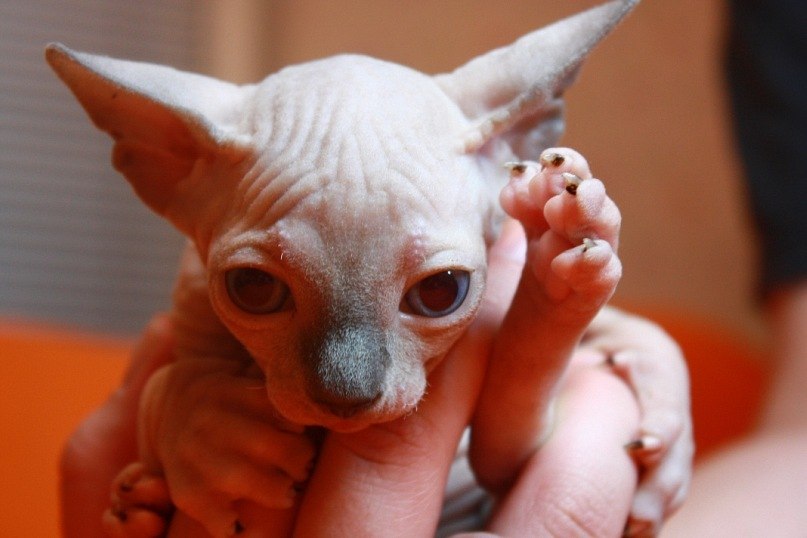 Елена Кащенко ♡ | Санкт-Петербург