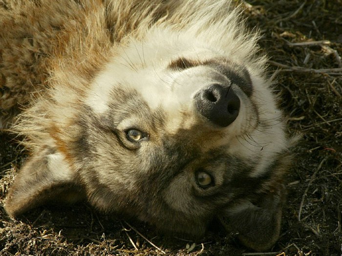 Александр Грибачёв 