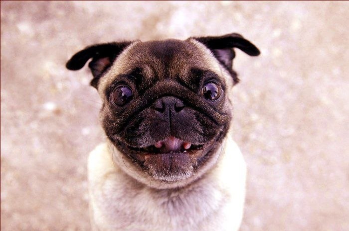 Віталій Головня | Полонное