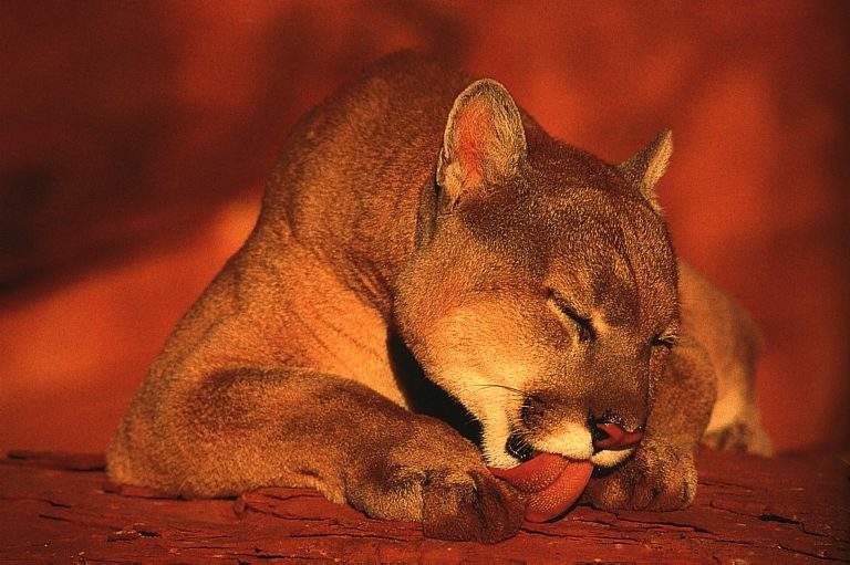 Алина Елисеева | Москва