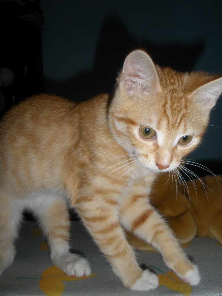 Варвара Туманова | Санкт-Петербург