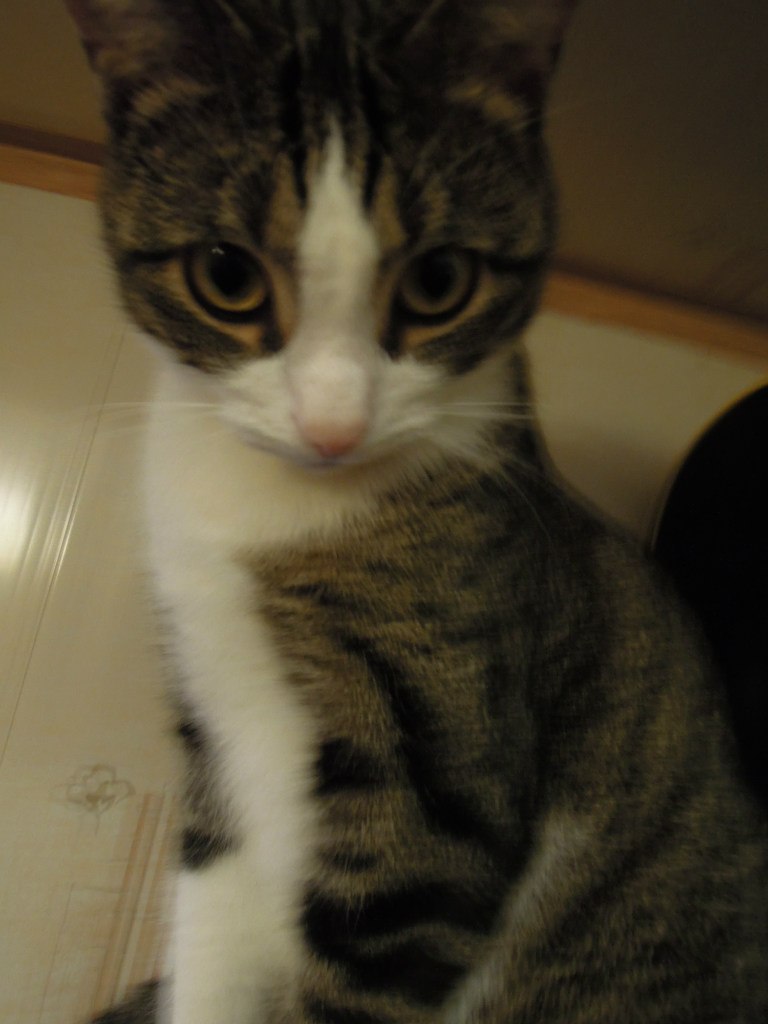 Михей Галкин Auonce | Луга