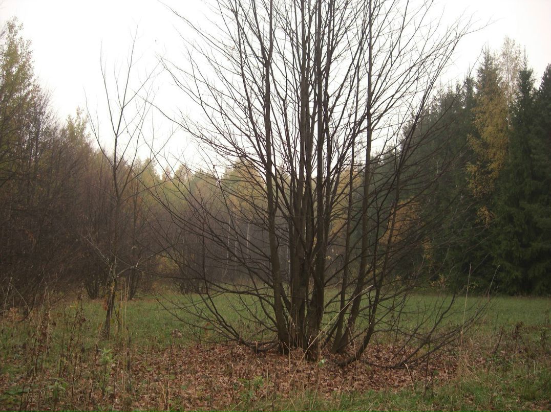 Зинур Абзалилов | Уфа