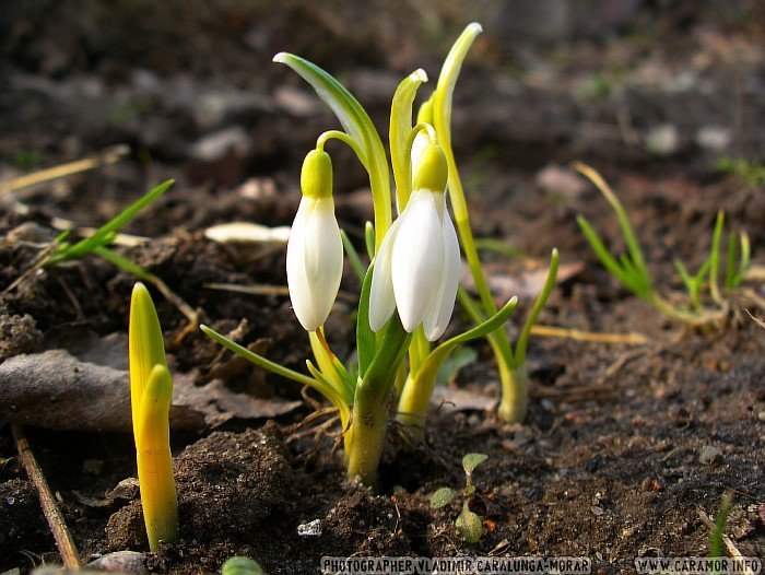 Хатуна Троянова | Майкоп