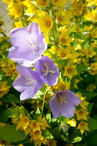 Ольга Наумчук | Таганрог