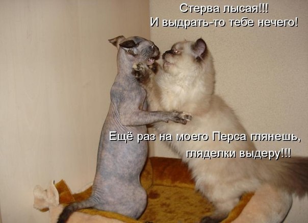 Ирина Косульникова | Вологда