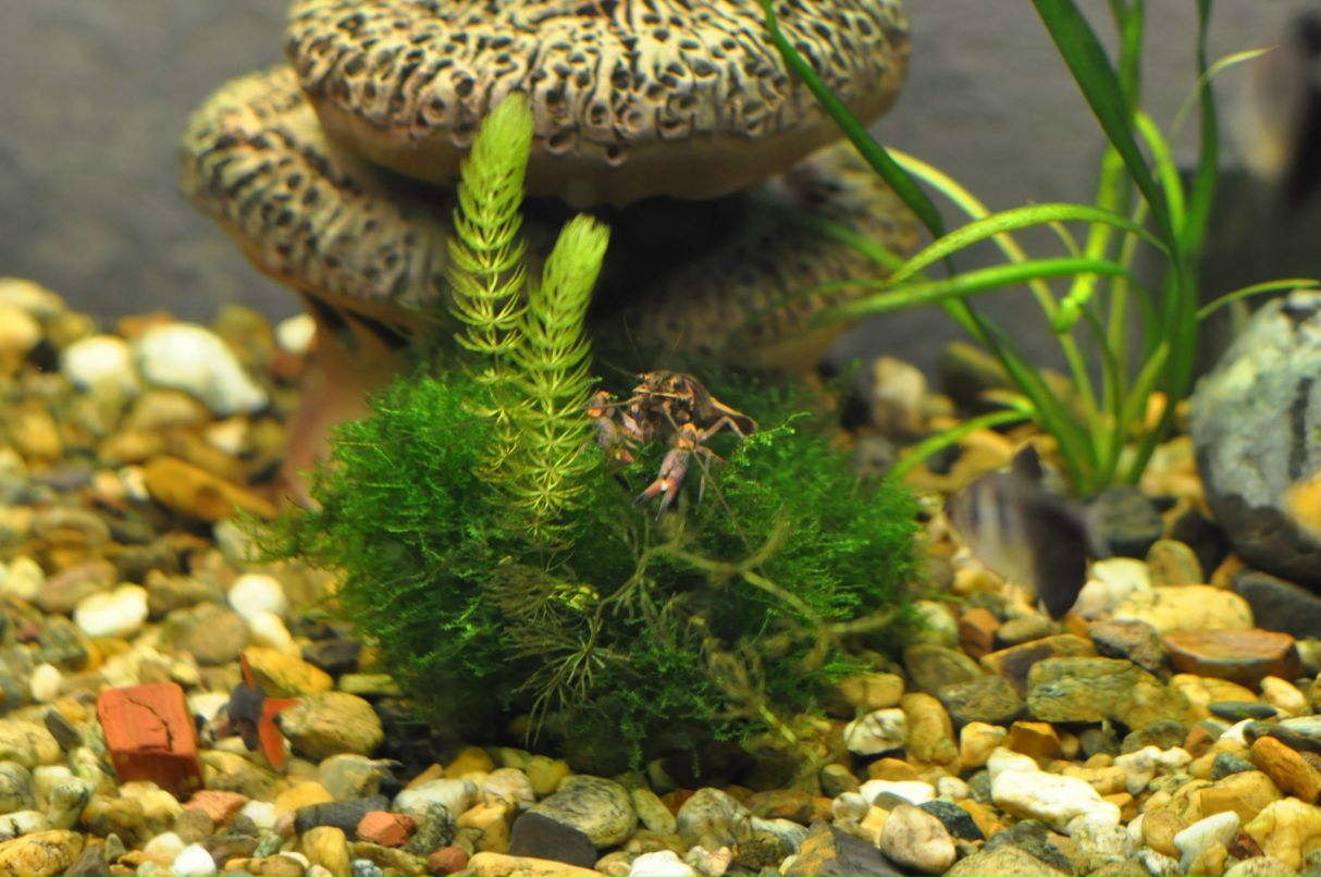 Ольга Боброва | Екатеринбург