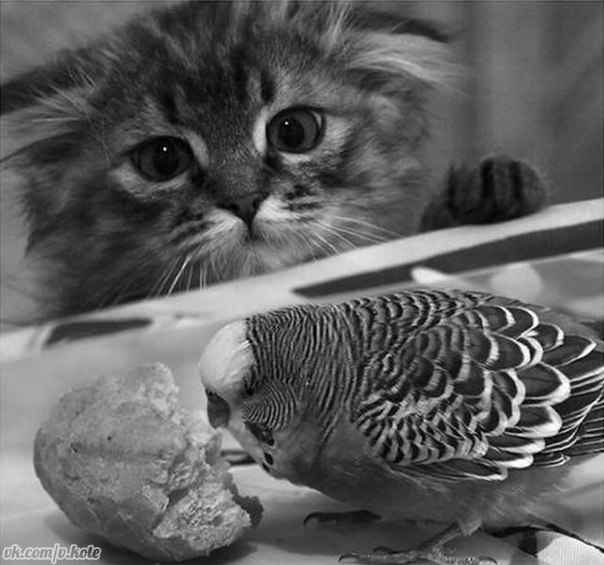 Антон Лозинг | Актобе