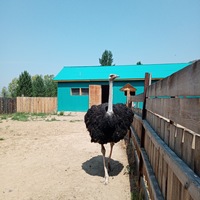 Тимур Михалёв |