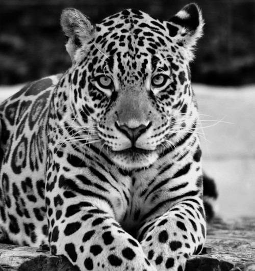 Chilli Willi | Санкт-Петербург