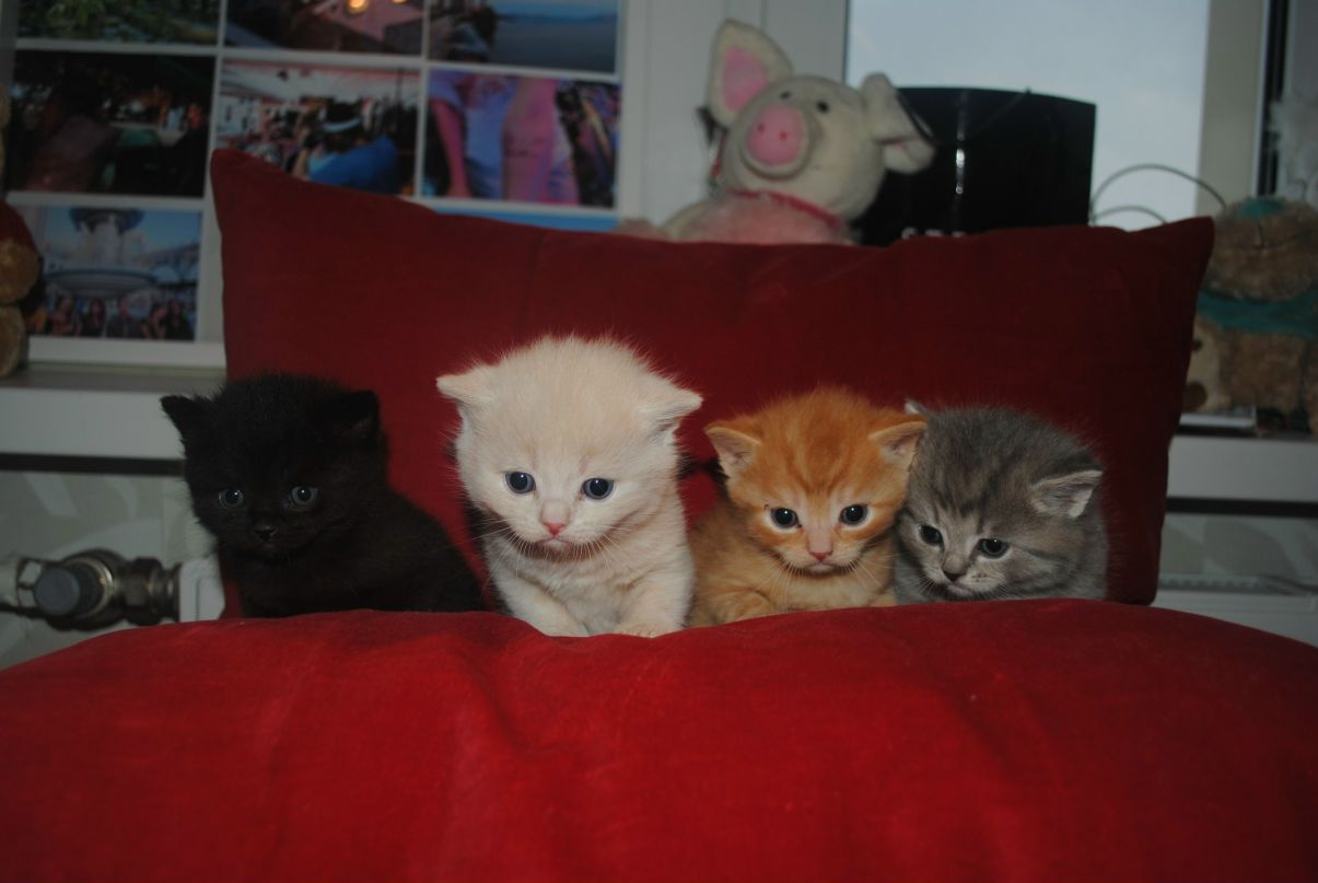 Елена Елютина | Санкт-Петербург