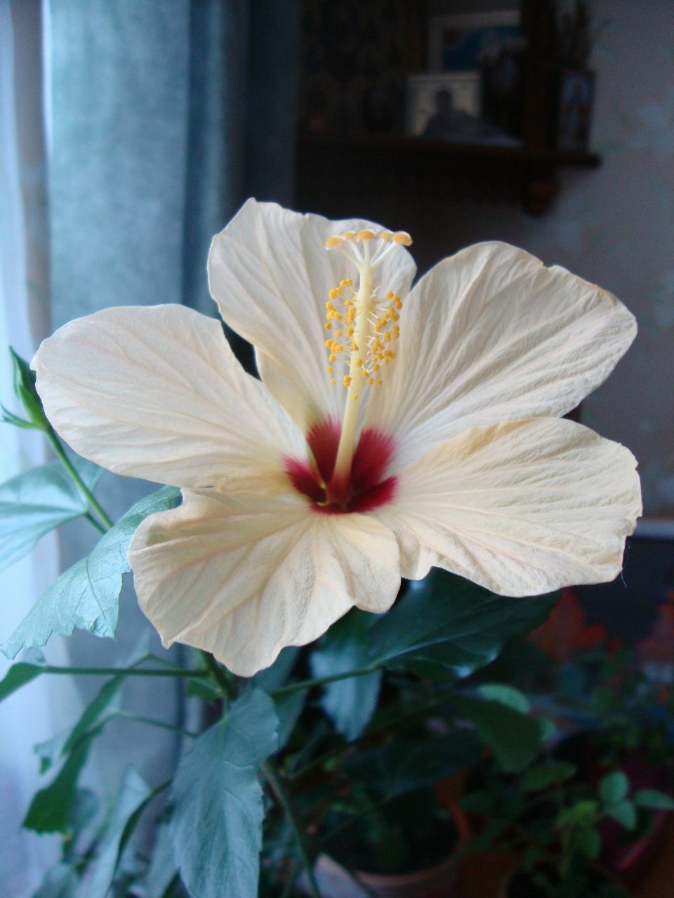 Елена Сырых | Москва