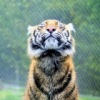 Аватар: Король Лев