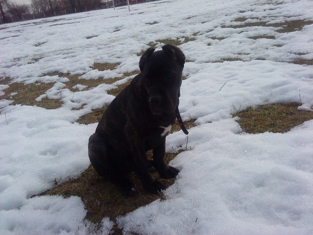 Виктория Кржиштофович | Киев