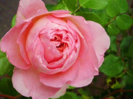 Дина Ше | Аксукент