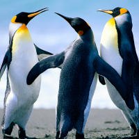 Ивана Иванова | 