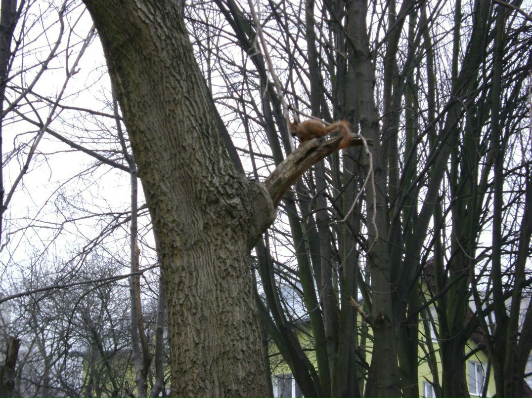 Тарас Кухарук | Львов