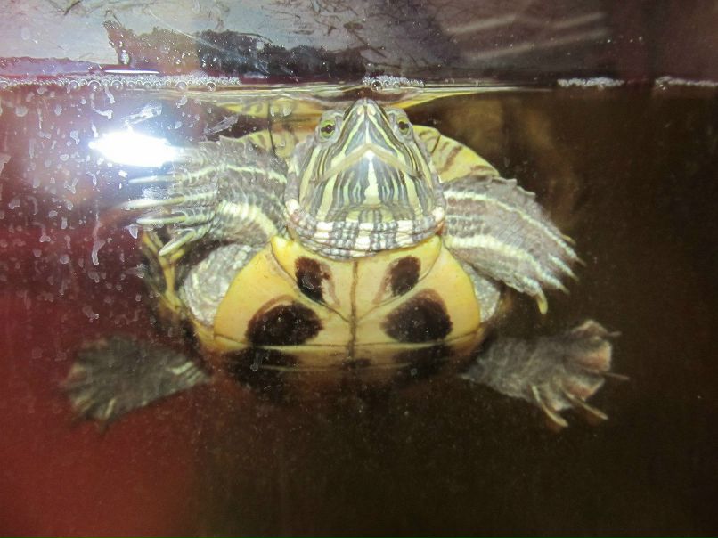 Светлана Афонина | Хотьково