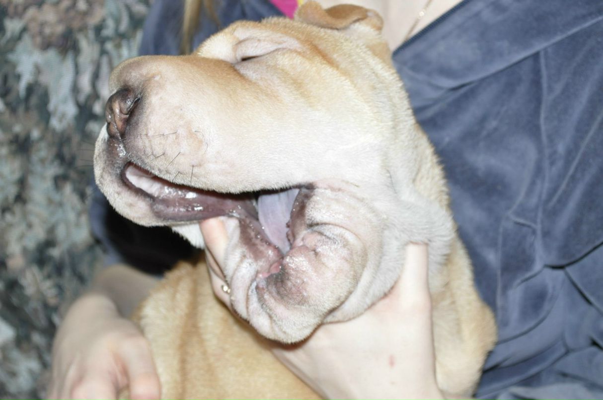 Анютка Николаенко | Киев