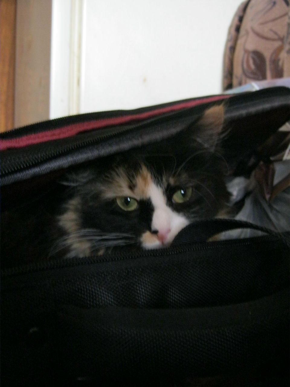 Кирилл Текучев | Калининград