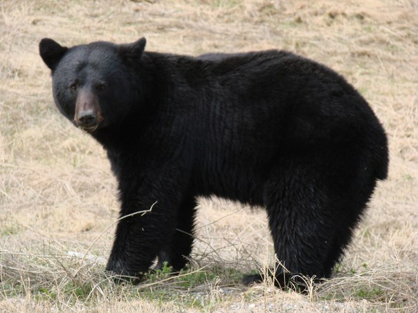 Андрей Козлов | Санкт-Петербург