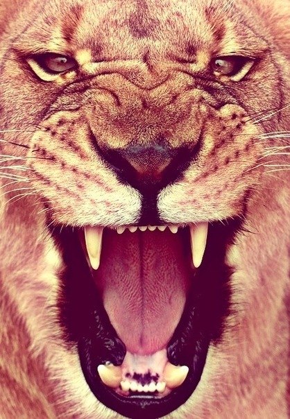 Elizaveta Ryzhova | Светлый