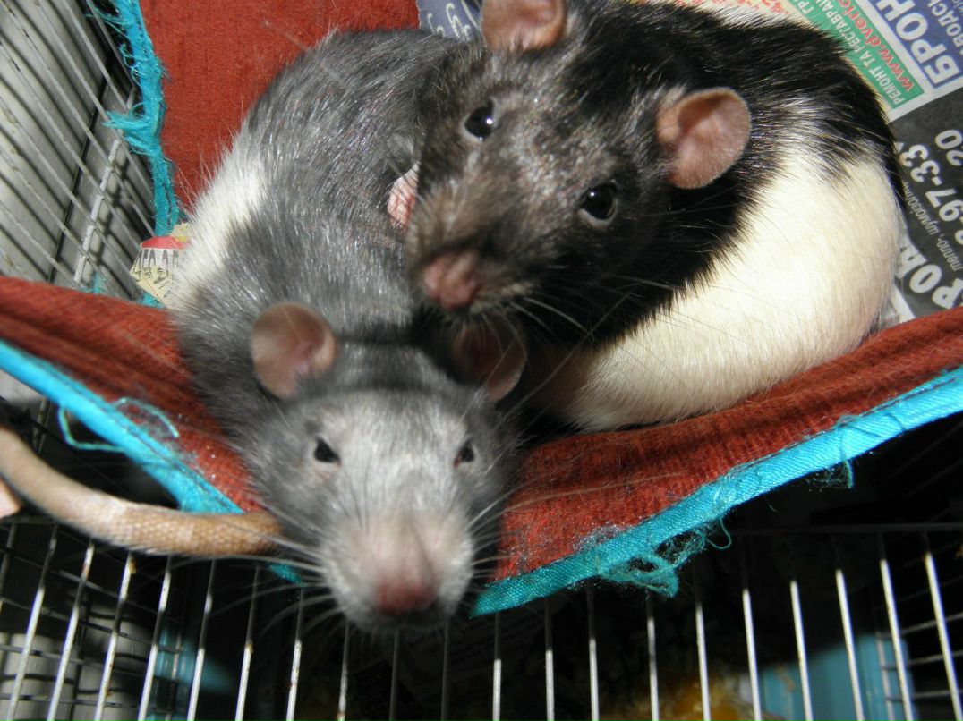 Настенька Колосова SUN | Киев