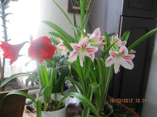 №80, Галина Шовак №80, Галина Шовак