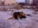 Назар Болібрух фотография #23 (источник - https://vk.com/id19097186)