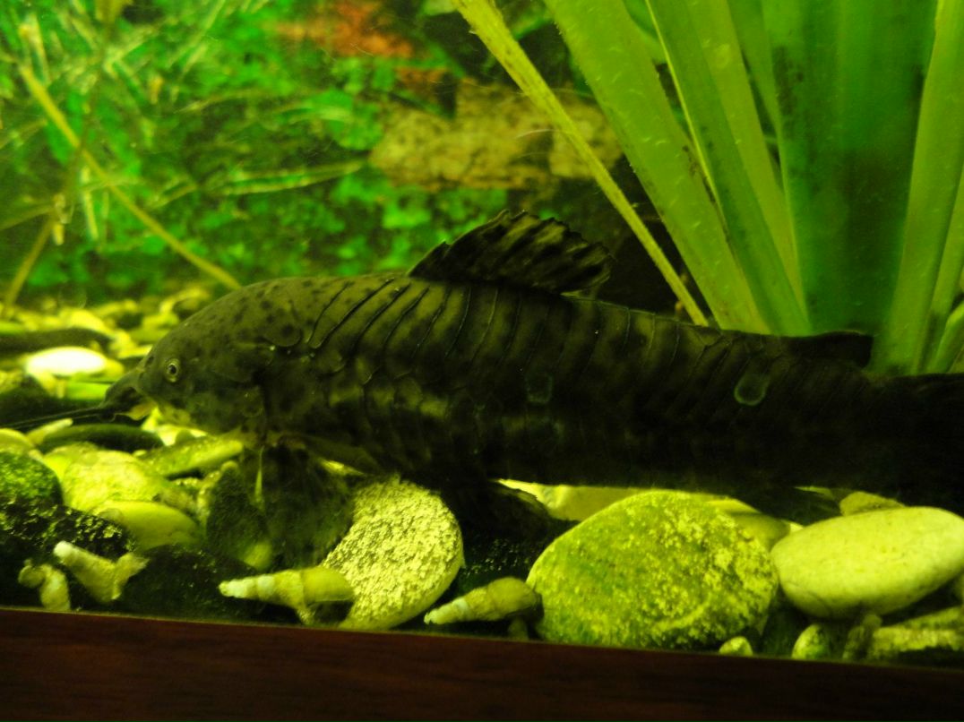 Сергей Гончаров Владимирович | Воронеж