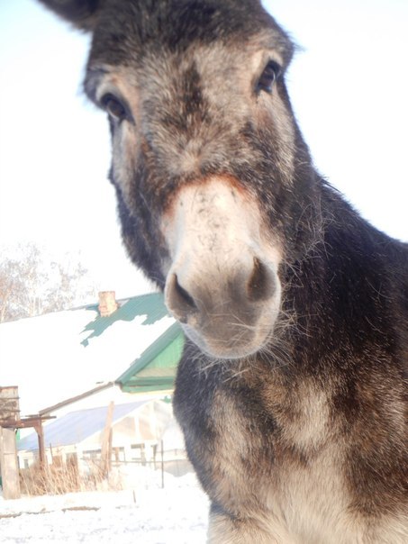 Ирина Мамонова | Новосибирск