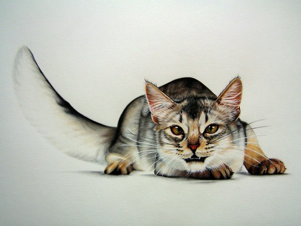 Света Чернецкая | Черкассы