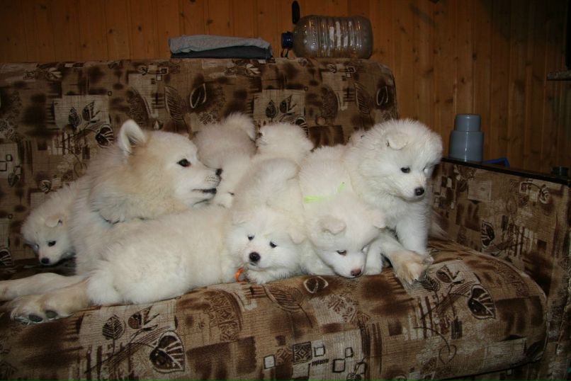 Elena Mahovikova | Москва