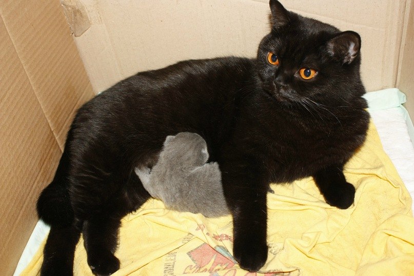 Сергей Орлов | Ижевск