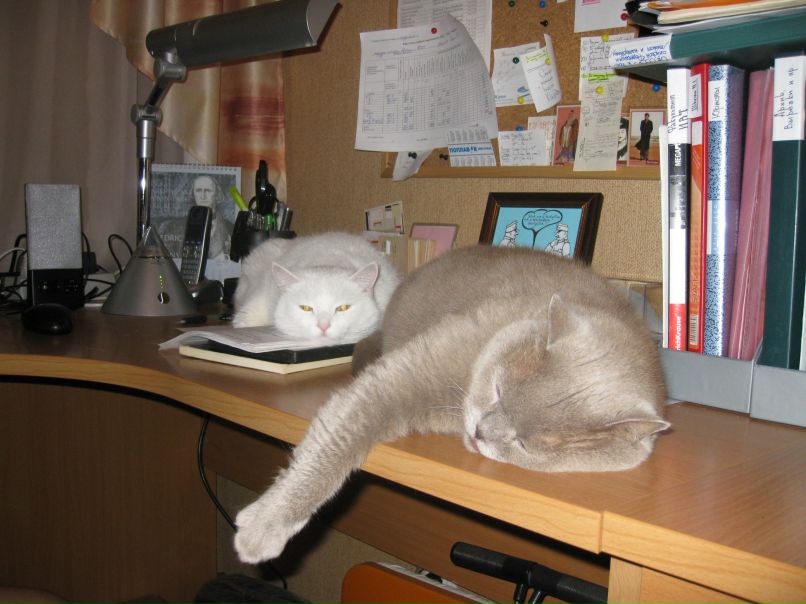 Татьяна Шокина | Ярославль